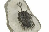 Trident Walliserops Trilobite - Foum Zguid, Morocco #244250-4